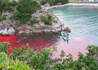 Delfinek tömeges mészárlásától vörös az öböl vize
