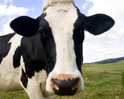 A tehéntejet nem mindenki tudja megemészteni