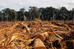 A fák pusztulását az emberek egészsége is megsínyli