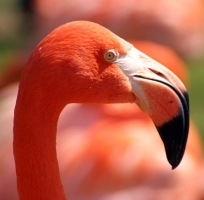 A flamingó rózsás színét is ez adja