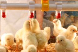 Betiltja az FDA az antibiotikumok nem terápiás alkalmazását az állatokban
