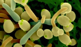 Candida baktérium