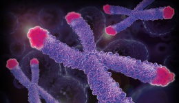 Telomer, a kromoszóma sapkája