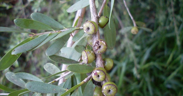 Az ausztrál teafa termése